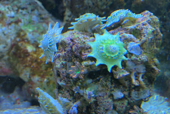 Astraea phoebia - Ninja Spiny Star Turbo Snail Astraea phoebia - Ninja Spiny Star Turbo Snail