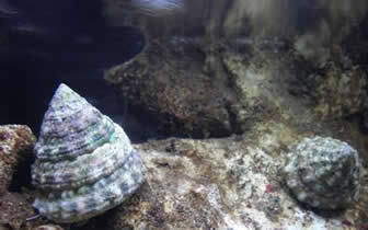 Astraea tecta - Astraea Turbo Snail Astraea tecta - Astraea Turbo Snail
