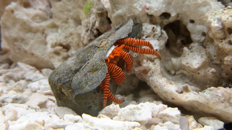 Ciliopagurus strigatus - Halloween Hermit Crab Ciliopagurus strigatus - Halloween Hermit Crab