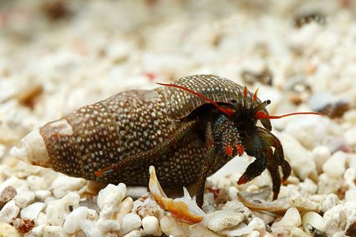 Clibanarius digueti - Dwarf Red Tip Hermit Crab Clibanarius digueti - Dwarf Red Tip Hermit Crab