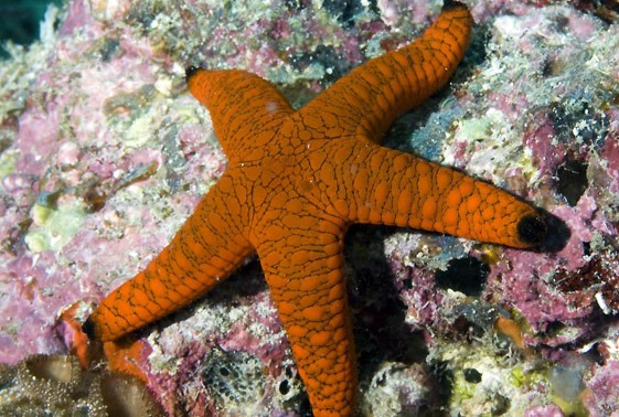 Fromia indica - Black Tip Fromia Starfish
