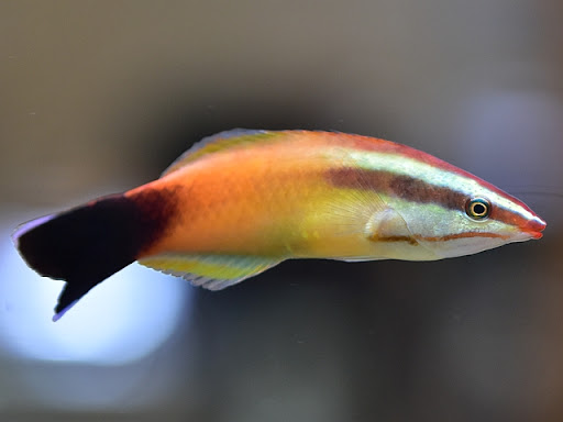 Labroides rubrolabiatus - Taihitian Cleaner Wrasse
