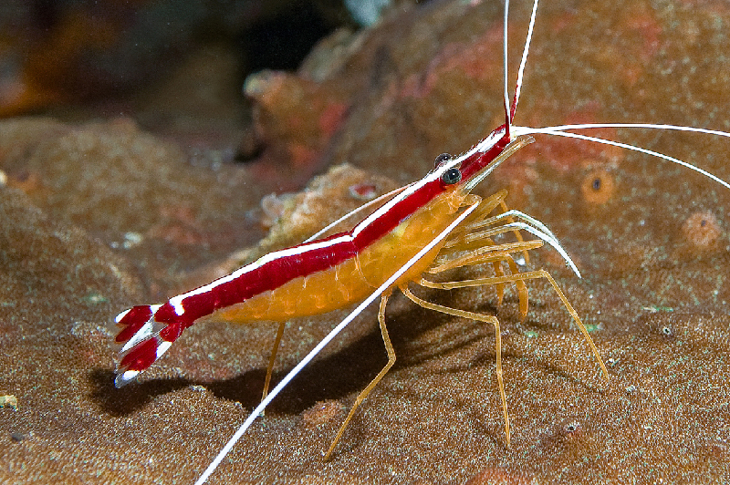 Lysmata amboinensis - Skunk Cleaner Shrimp Lysmata amboinensis - Skunk Cleaner Shrimp
