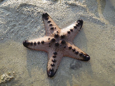 Protoreaster nodosus - Chocolate Chip Starfish