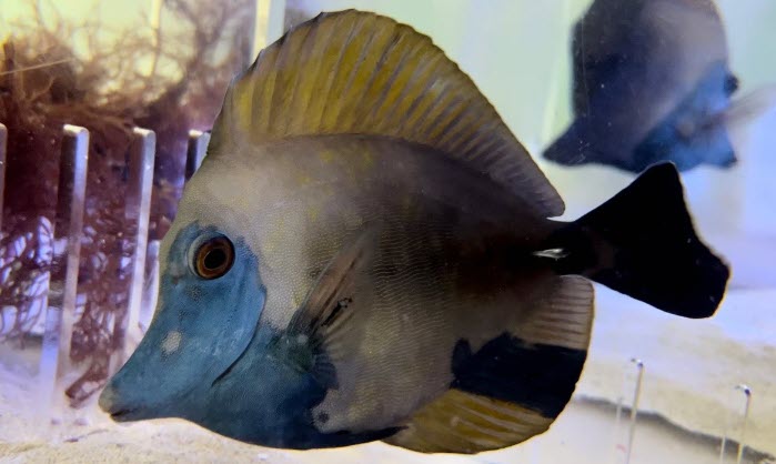 Zebrasoma scopas - Koi Tang (Blue Face Scopas)